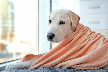 Canvas Print - Wet Labrador dog in towel looking out window, closeup