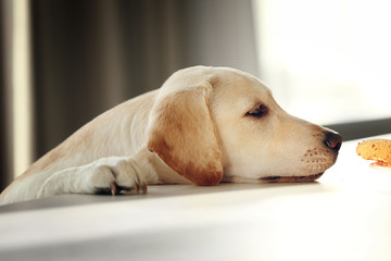 Canvas Print - Cute Labrador dog eating tasty cookies on kitchen table, closeup