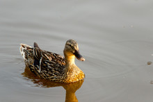 Color DSLR Stock Image Of Female Duck Swimming On The Water. Horizontal With Copy Space For Text