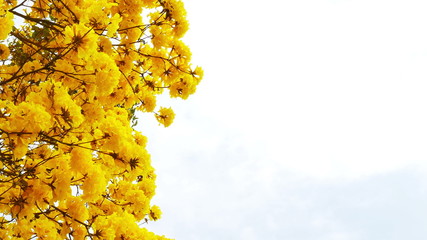 Wall Mural - yellow tabebuia flower blossom
