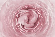 Closeup Of Ranunculus For Background, Beautiful Spring Flower, Vintage Floral Pattern, Macro