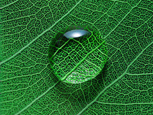 Leaf With Water Drop Macro Closeup Photo