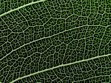 Texture Or Structure Of A Skeleton Leaf.