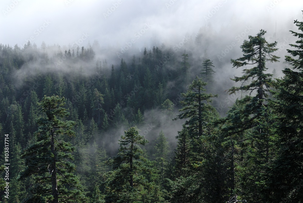 Fog cover the forest. Misty forest view from Larch Mount. USA Pacific Northwest, Oregon. - obrazy, fototapety, plakaty 