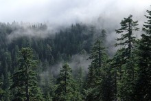 Fog Cover The Forest. Misty Forest View From Larch Mount. USA Pacific Northwest, Oregon.