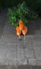 Wall Mural - Three fresh carrots