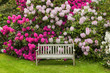 Rhododendron garden with wooden bench.