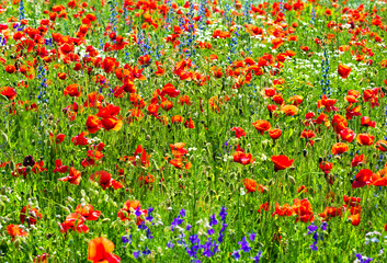 meadow with wild poppies