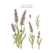 Vector botanical illustration of colorful lavender isolated on white background. 