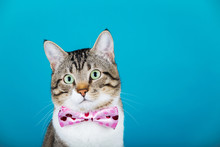Cat  With A Ribbon,bow Sitting And Looking To Camera Isolated On Blue Background.