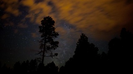 Wall Mural - Stars of the Milky Way pass behind a tall pine tree