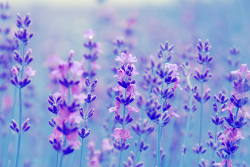 Wall Mural - field lavender flowers