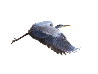 ardea herodias