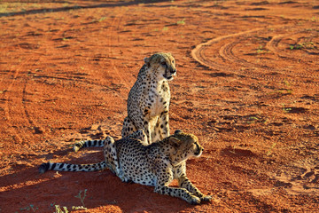Wall Mural - africa. namibia. cheetahs