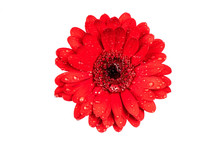 Gerbera. Red Gerbera With Rain Drops Isolated On White Background..