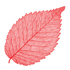 vector skeletonized leaf