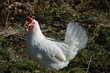White leghorn chicken