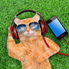 Wall Mural - Cat headphones  wearing sunglasses relaxing in the grass.