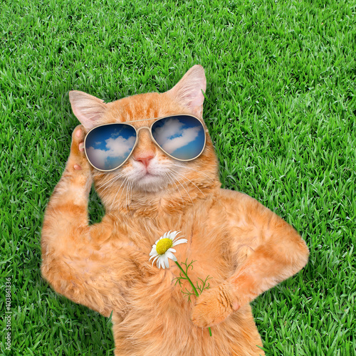 Poster Cat wearing sunglasses relaxing in the grass.