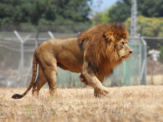 Wall Mural - Close Up picture of a male lion