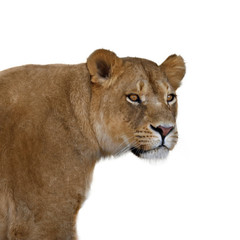 Wall Mural - Lioness portrait on white background