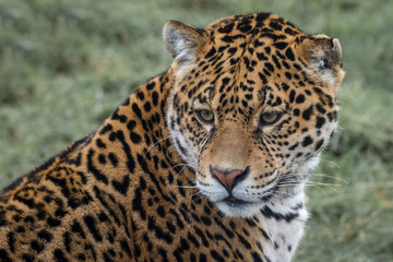 Poster - Close up three quarter portrait photograph of a Jaguar big cat staring slightly down to the left
