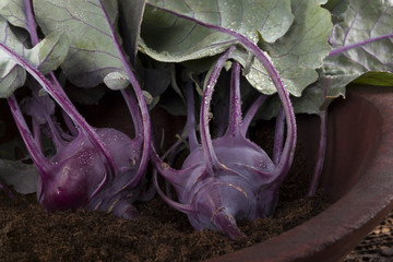 Canvas Print - Fresh kohlrabi.