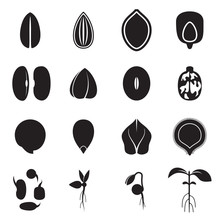 Seed Icon Set, Which Represents The Most Common Types Of Crop Seeds Such As Beans, Buckwheat, Wheat, Sunflower, Pumpkin, Castor, Soy Etc. And Germination Of Seeds And Sprouts. Vector Illustration