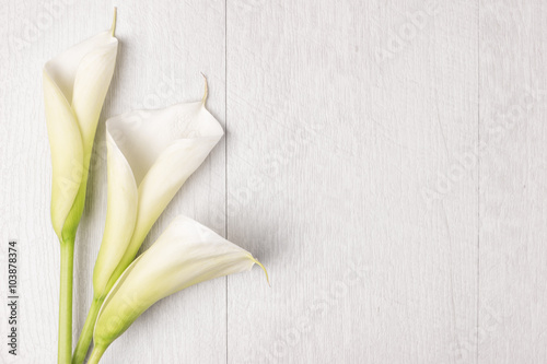 Cuadros en Lienzo Elegant spring flower, calla lily