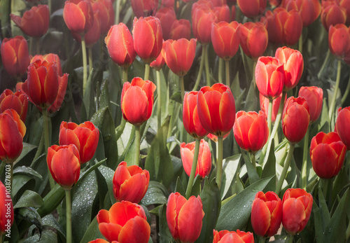 pomaranczowy-tulipan