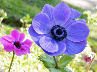 Wall Mural - Ramat Gan Park pink and blue Crown Anemone 2011