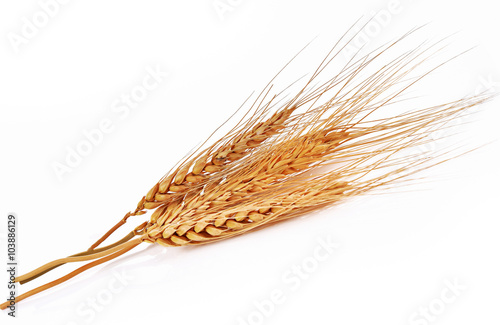 Fotografía barley ear over a white background