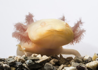 Axolotl (Ambystoma mexicanum) in aquarium