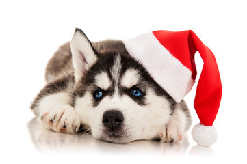 Wall Mural - Puppy husky  in santa hat