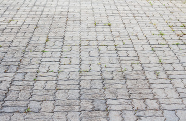 Brick worm on the walkway