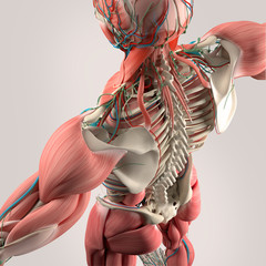 Wall Mural - Human anatomy, back,torso, skeleton,muscle. High angle. On plain studio background.