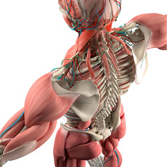 Wall Mural - Human anatomy, back,torso, skeleton,muscle. High angle. On white studio background.