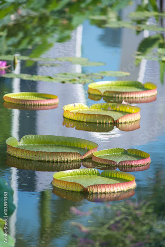 Foto Huge floating lotus,Giant Amazon water lily,Victoria amazonia