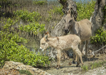 Baby Donkey And Its Mother In Sri Lanka