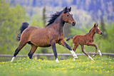 Fototapeta Konie - Bay Mare Horse  and Foal galloping together in spring meadow