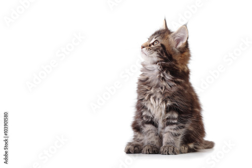 Fotografía Gatito que se sienta en el fondo blanco
