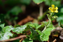 Wood Avens (Geum Urbanum). A Yellow Flowered Plant In The Rose Family (Rosaceae), Growing In A British Woodland