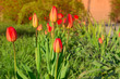 Outdoor Garden Tulips