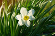 narcissus on the background of green grass