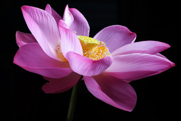 Wall Mural - lotus flower isolated on black background