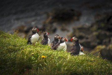 Wall Mural - Icelandic puffins at remote islands on Iceland, summer time