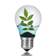 Wall Mural - Green eco energy concept. Tree leaves growing inside light bulb with water, isolated on white