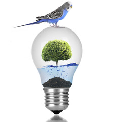 Wall Mural - Little blue parrot sitting on light bulb with water and green tree isolated on white