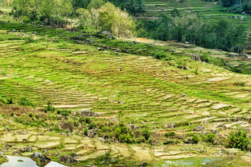 Wall Mural - Green rice field  in Tana Toraja