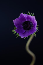 Purple Anemone Coronaria